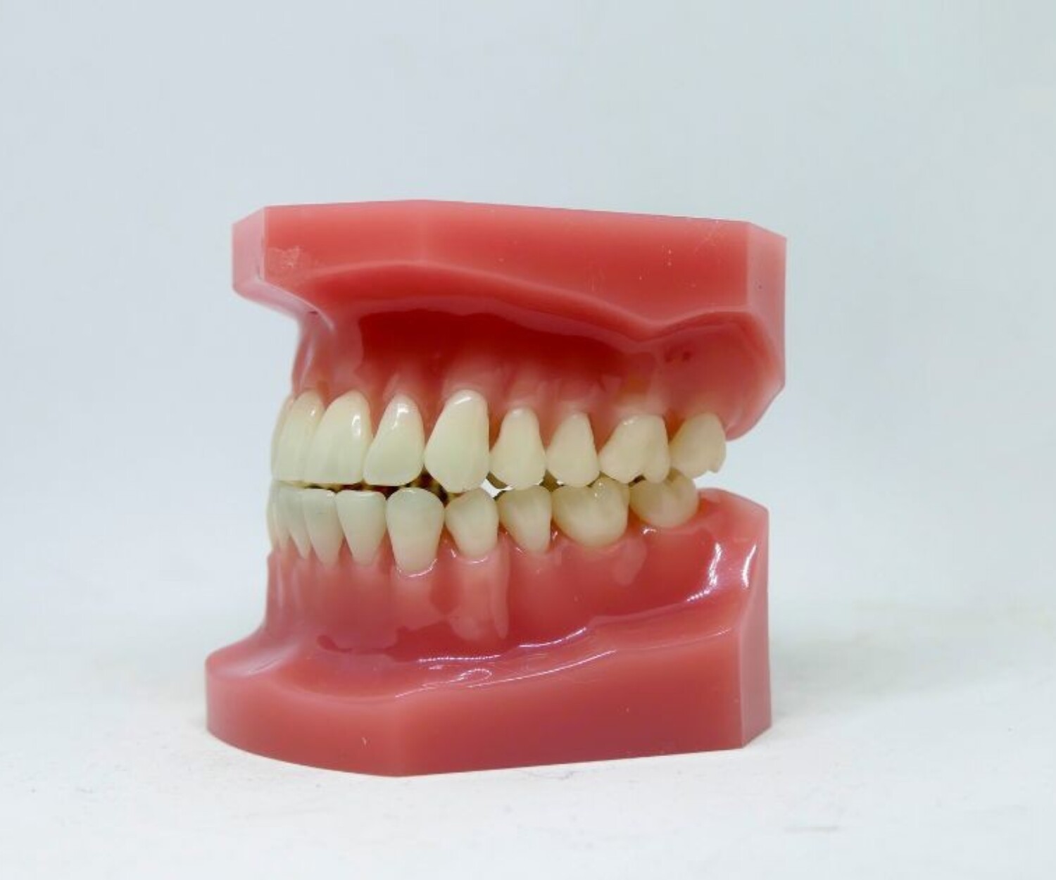 Teeth model