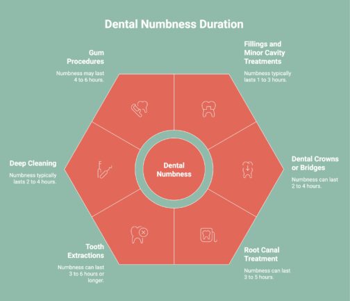 Infographic on Dental Numbness Duration